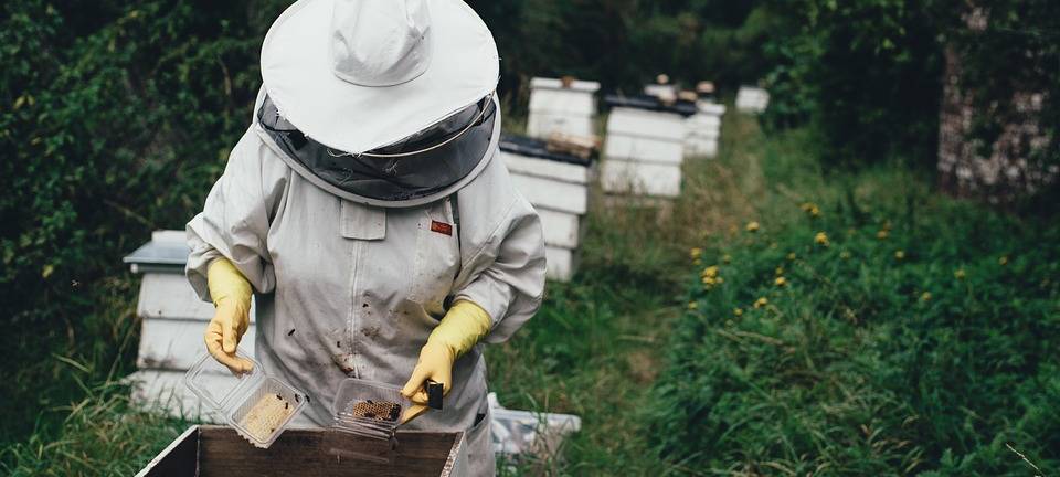 Bienen geklaut