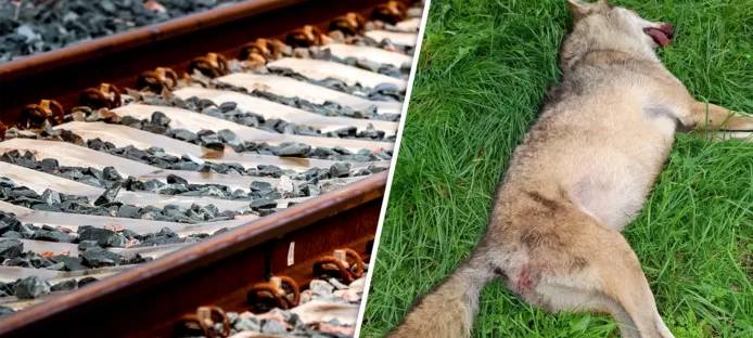 Toter Wolf vermutlich von Zug getötet