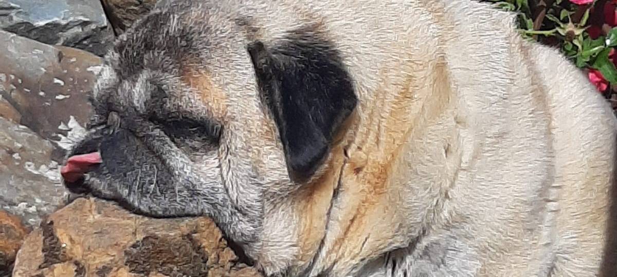 Mops Luis ist entlaufen