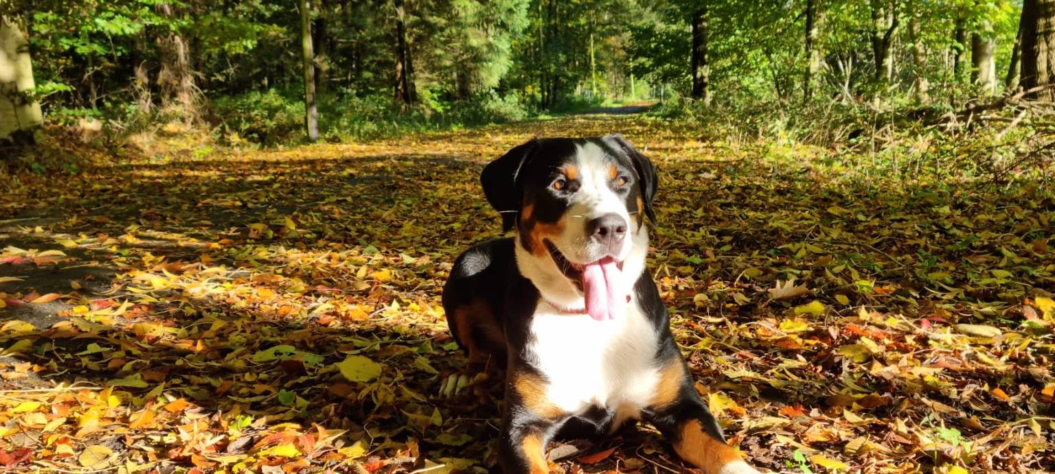 Schweizer Sennenhund "Donna" entlaufen