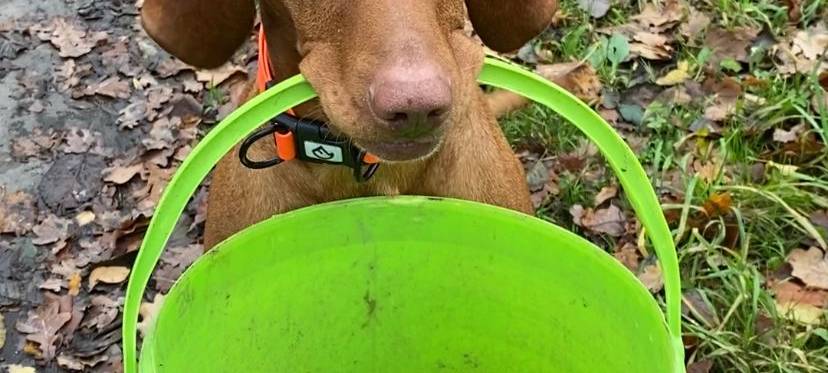 Hund aus Velen sammelt Müll