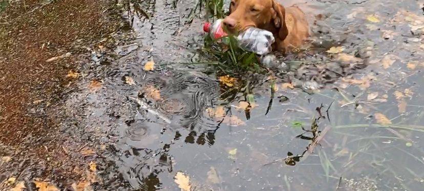 Hund aus Velen sammelt Müll