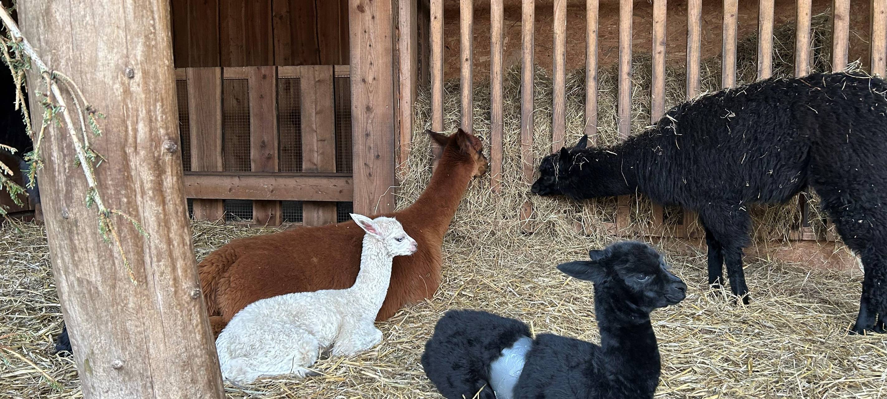 Alpaka Babys in Nordhorn suchen Namen