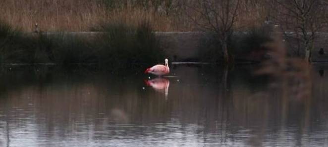 Flamingos wieder im Zwillbrocker Venn