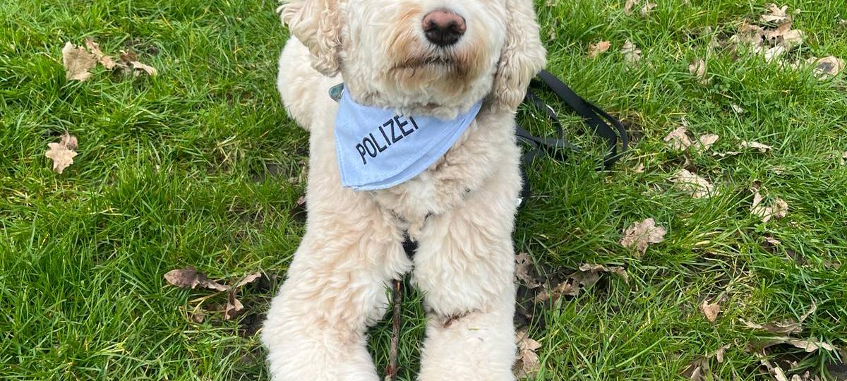 Opferschutzhündin aus Ahaus