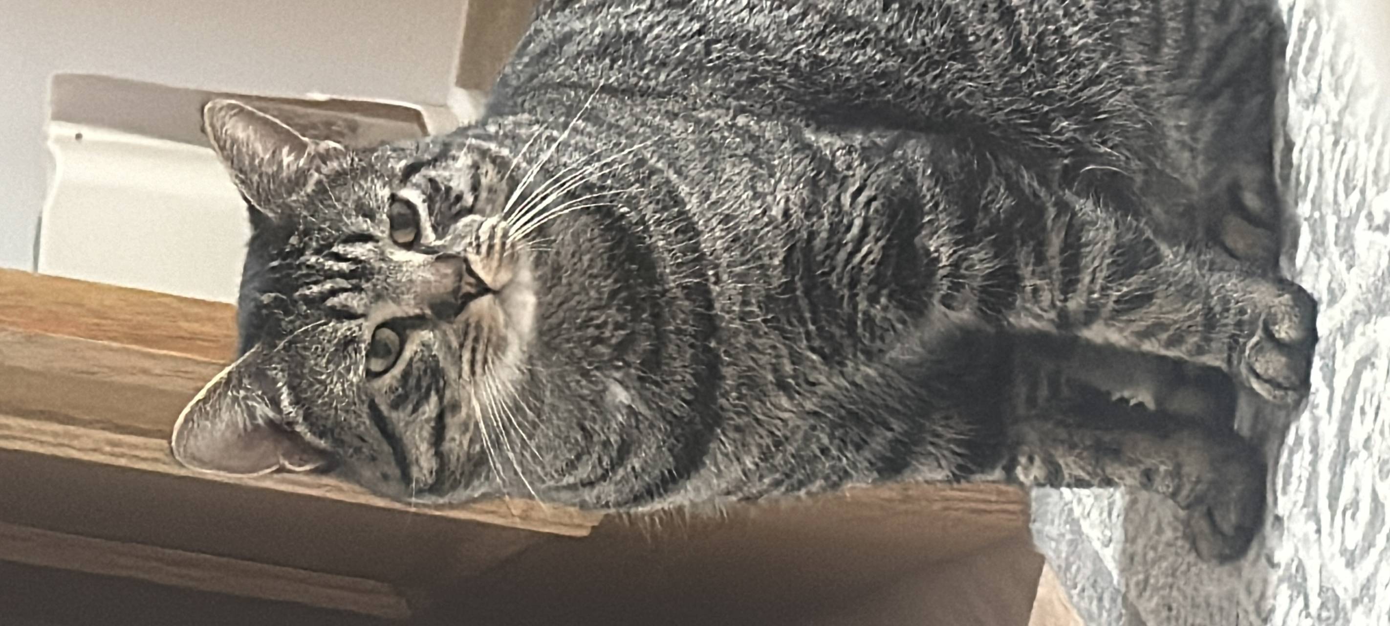 Katze Simba entlaufen!