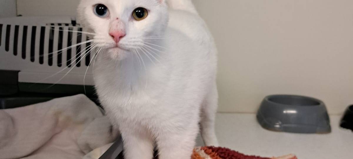 Ausgesetzte Katze