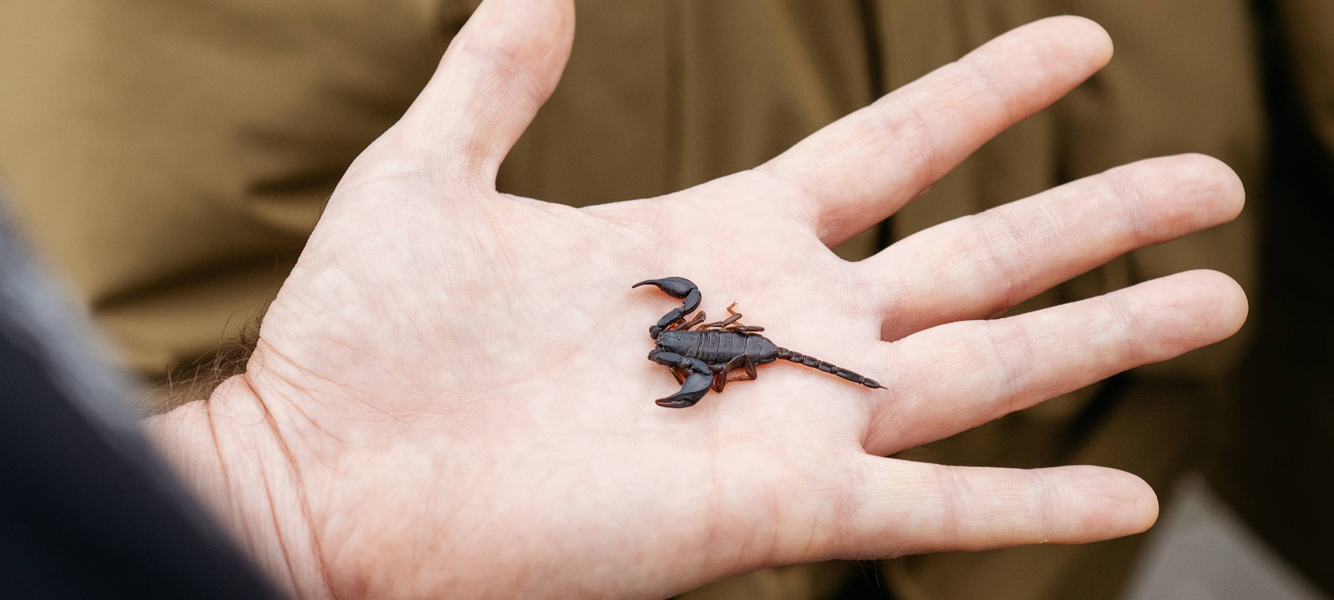 Skorpion aus Gronau wird ans Naturkundemuseum übergeben