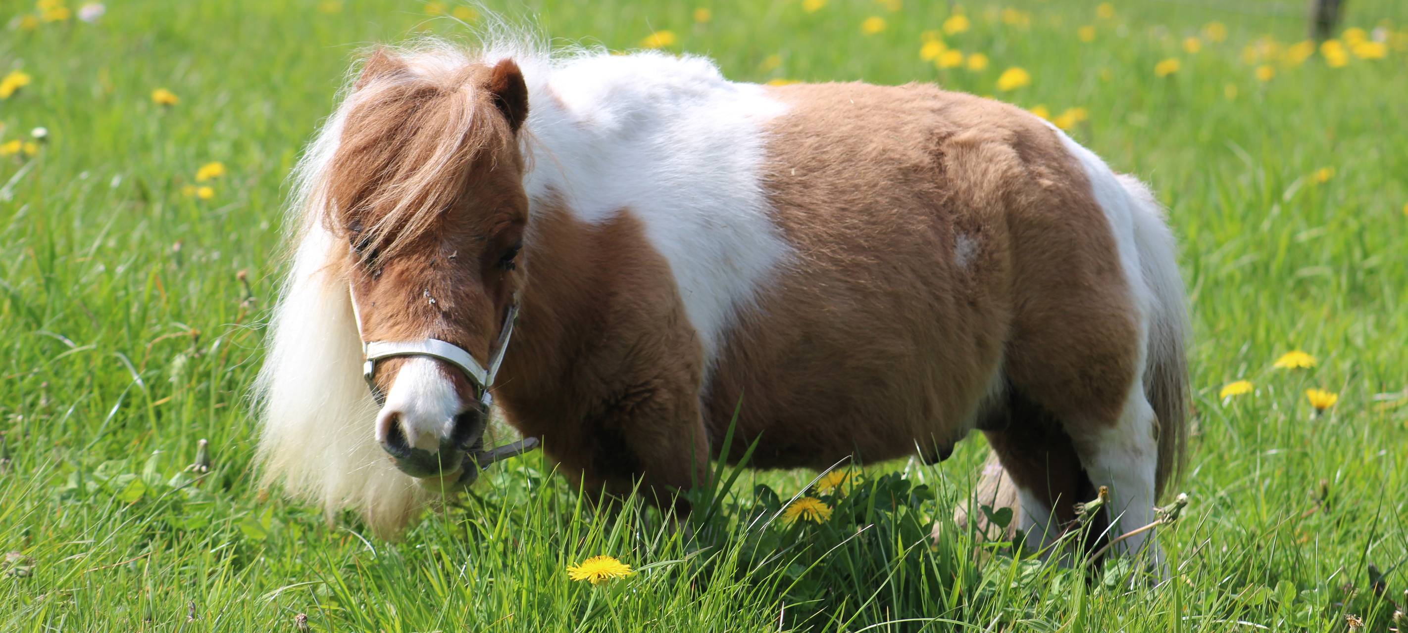 Das kleinste Pony der Welt