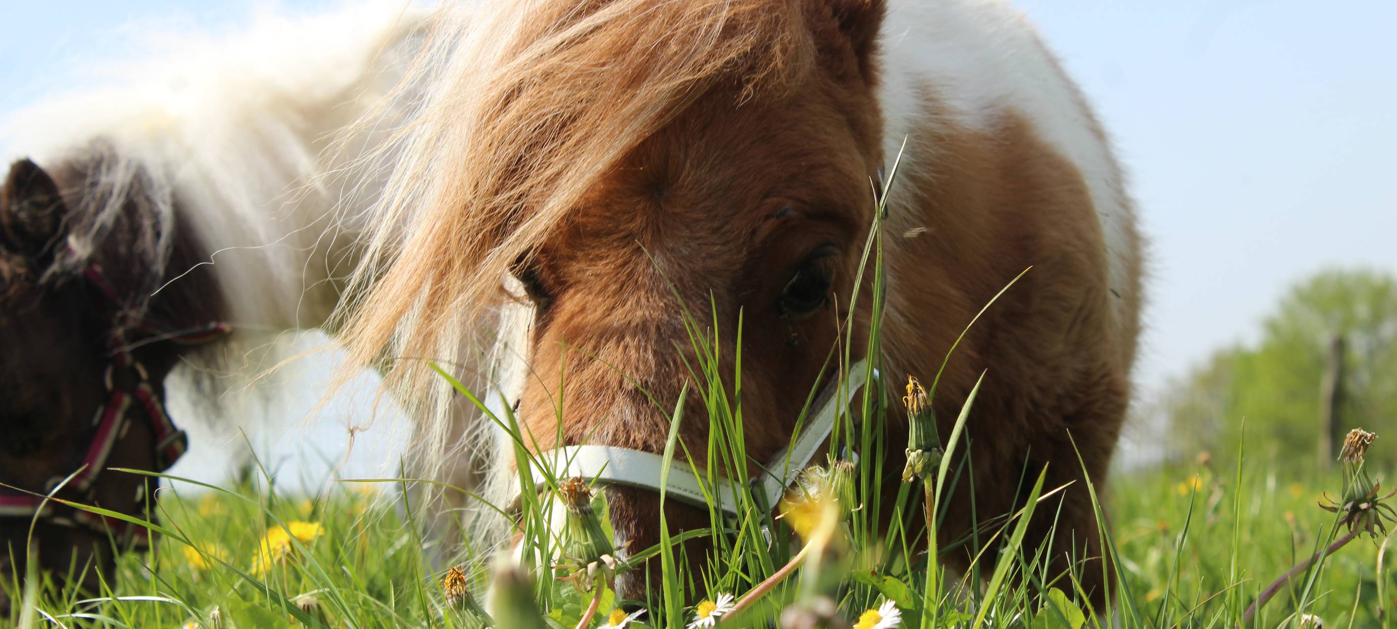 Das kleinste Pony der Welt