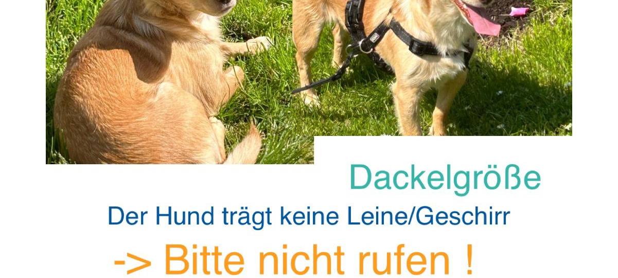 Mischlingshund Mailo ist in Gronau-Epe entlaufen