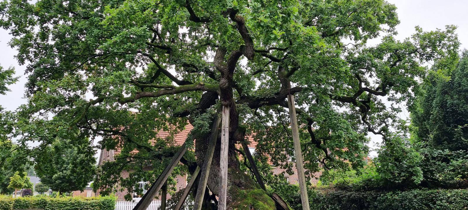 Arbeiten am Erler Femeichenpark beginnen