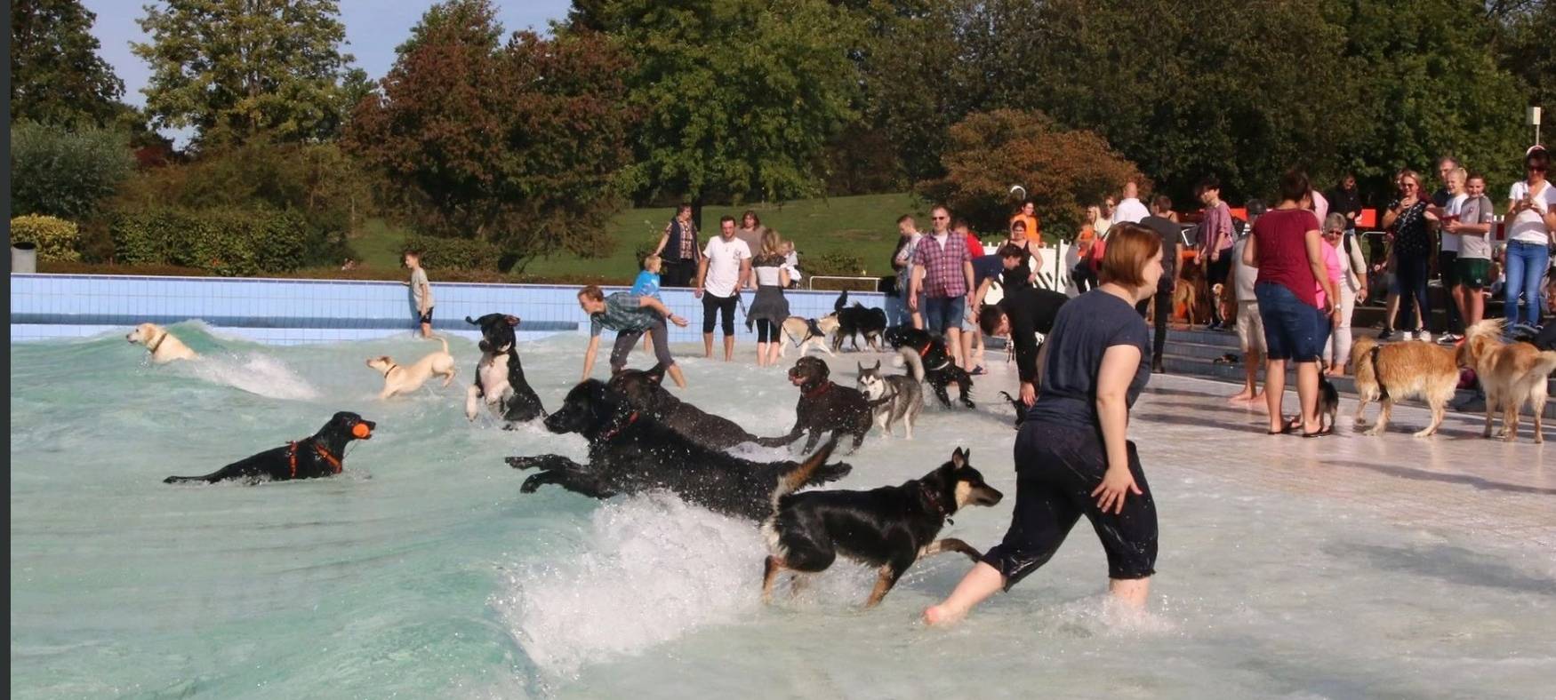 Sommer HotSpot: Hunde Abkühlung