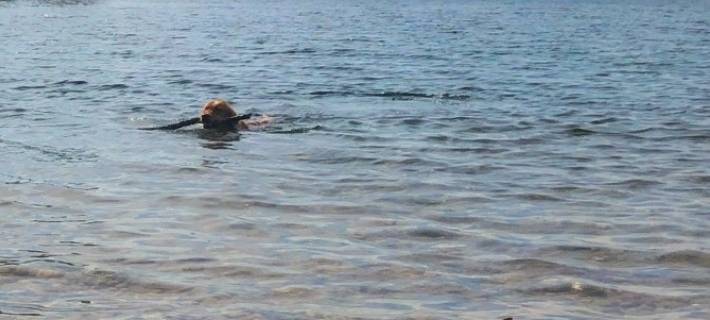 Sommer HotSpot: Hunde Abkühlung