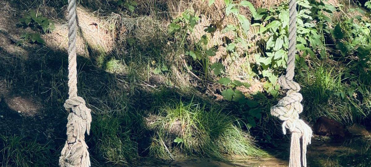 Sommer HotSpot: Hunde Abkühlung