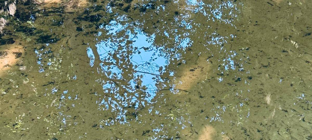 Sommer HotSpot: Hunde Abkühlung