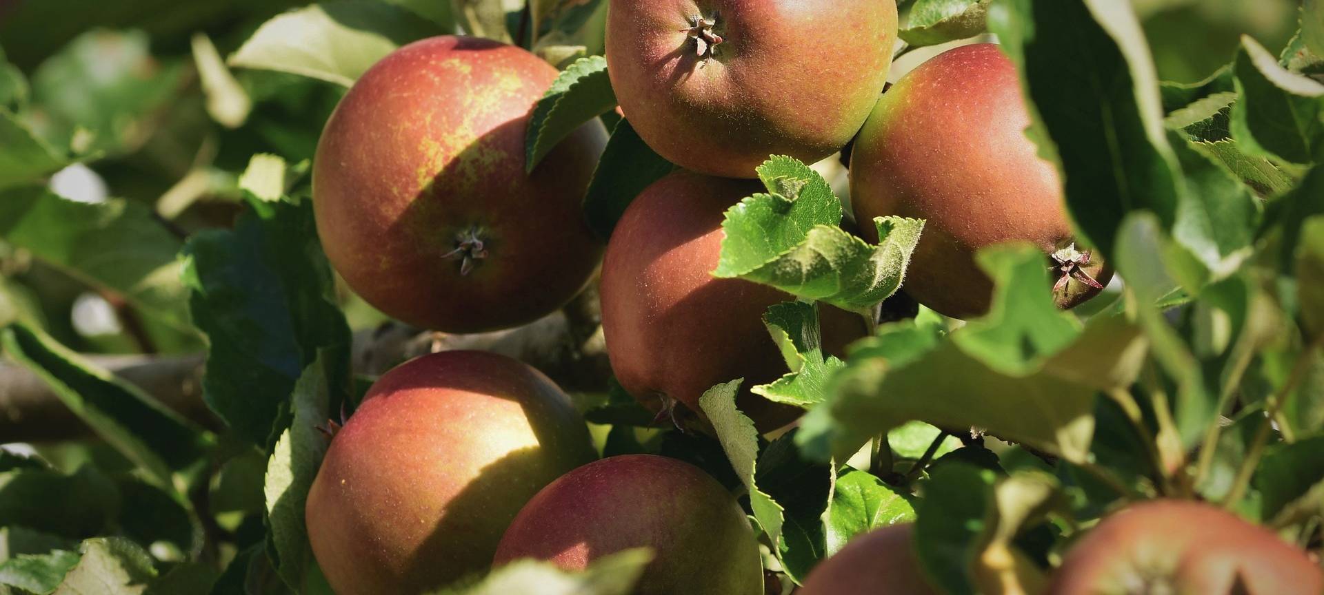 Letzte Chance: Obstbaum-Aktion im Kreis Borken