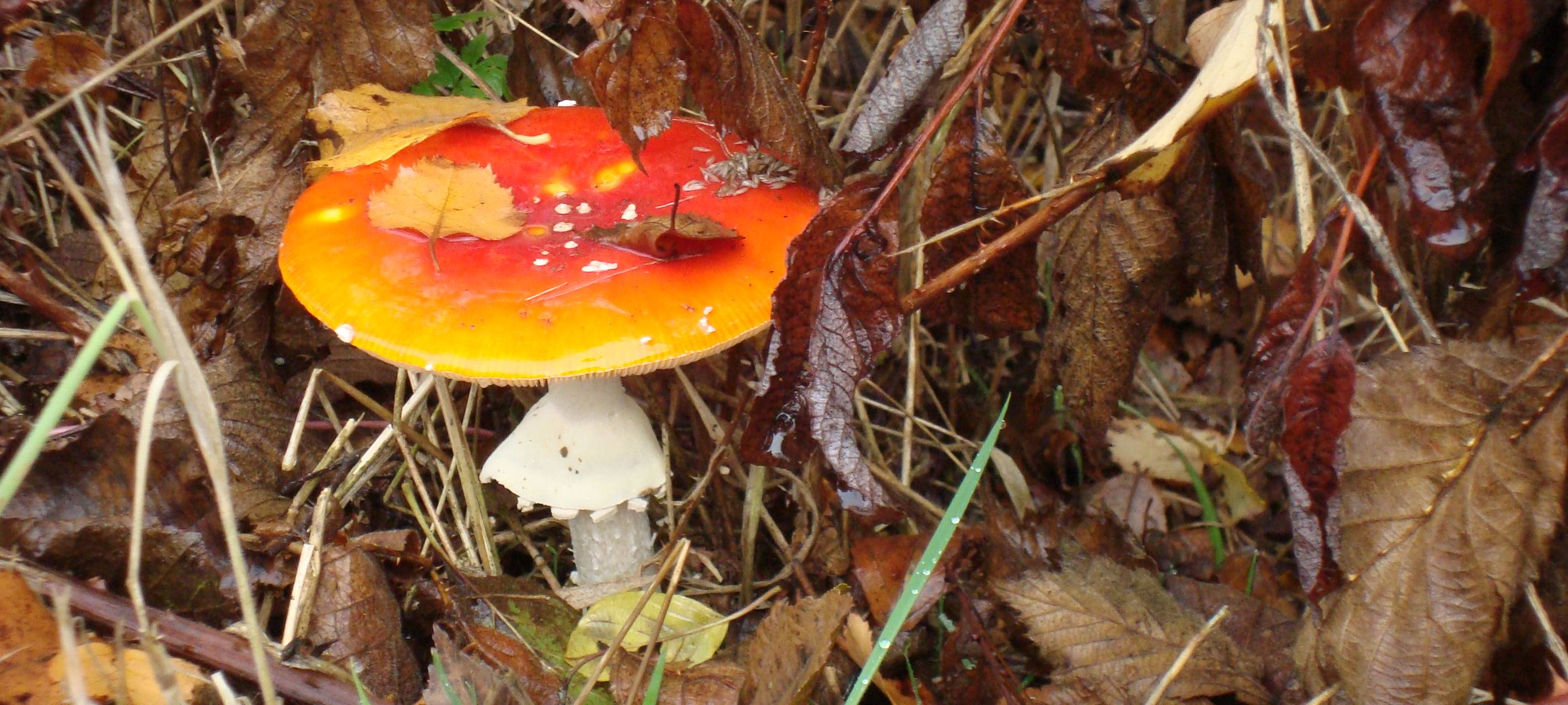 Naturparkkitas geehrt