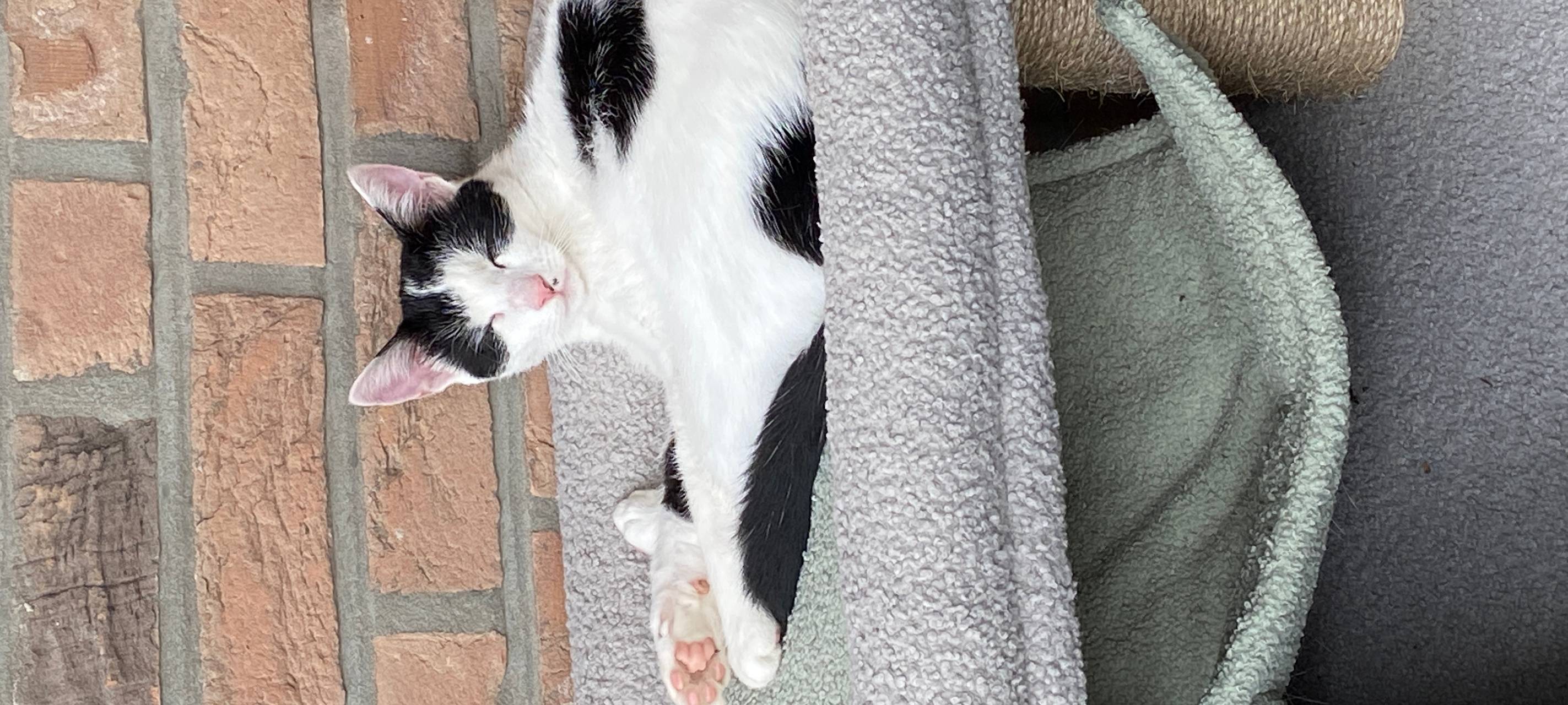 Katze Annika aus Borken-Gemen entlaufen