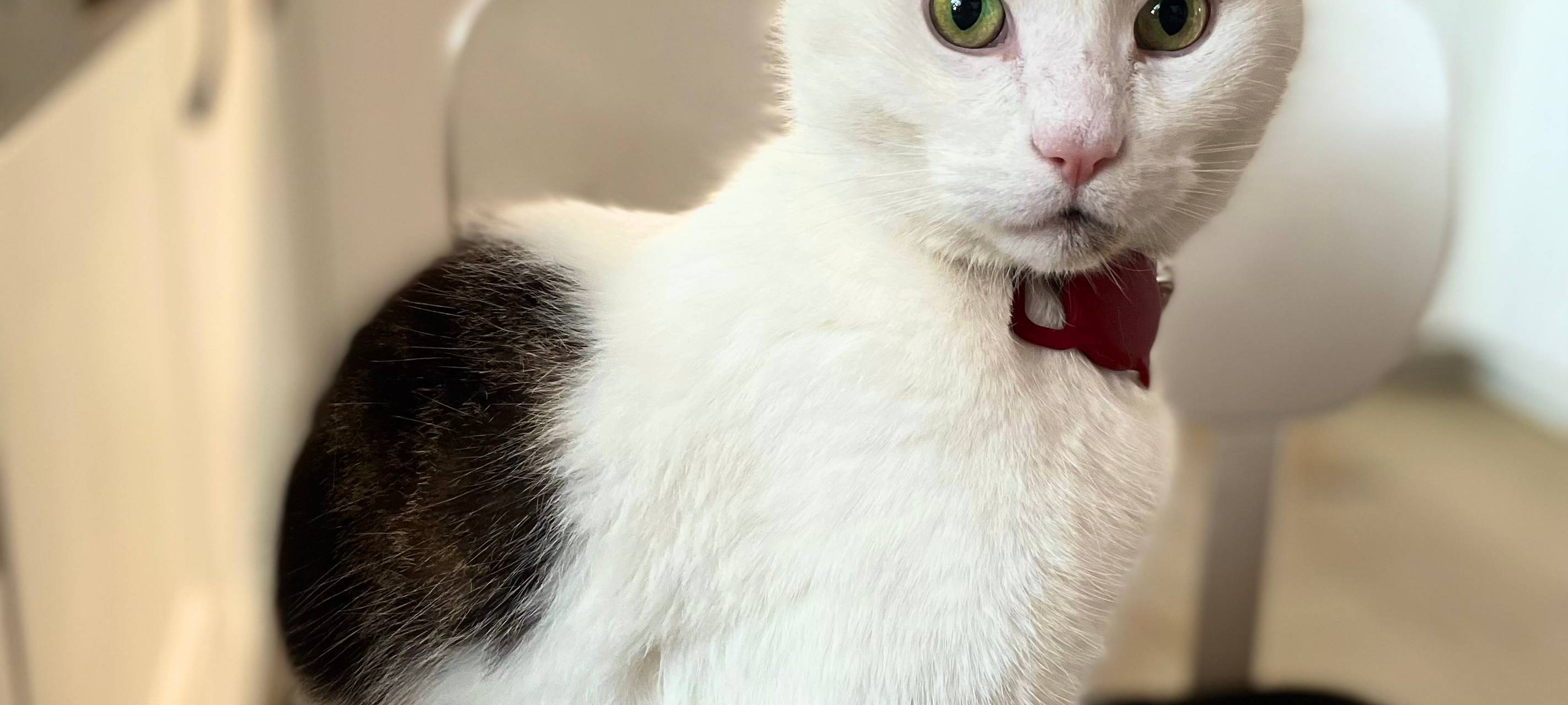 Kater Blu in Heiden entlaufen