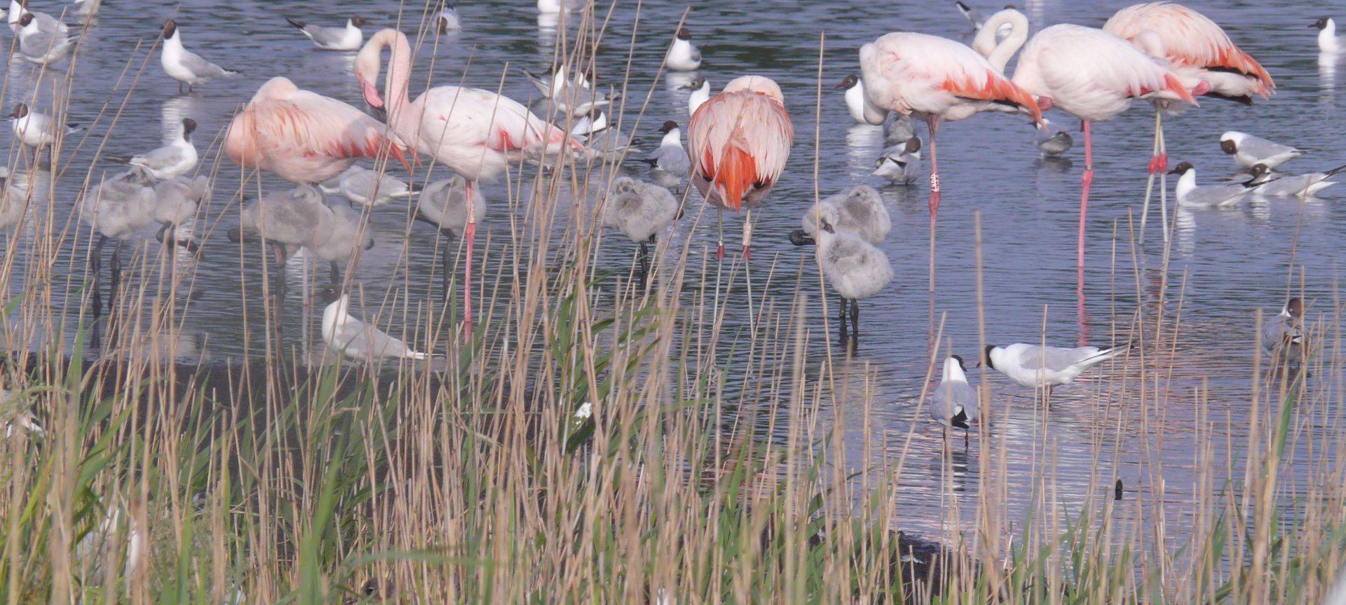Biologische Station in Vreden will Lachmöwensee tiefer legen