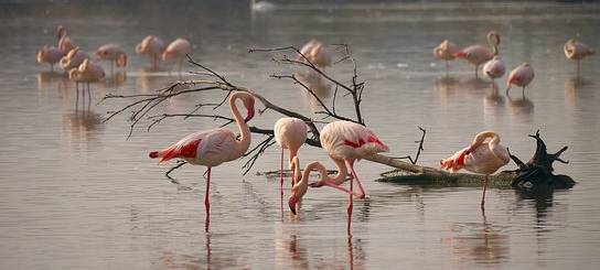 Flamingo-Küken am Zwillbrocker Venn