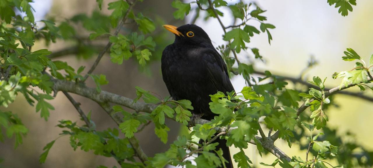 Hoffnung nach großem Amselsterben im Kreis Borken