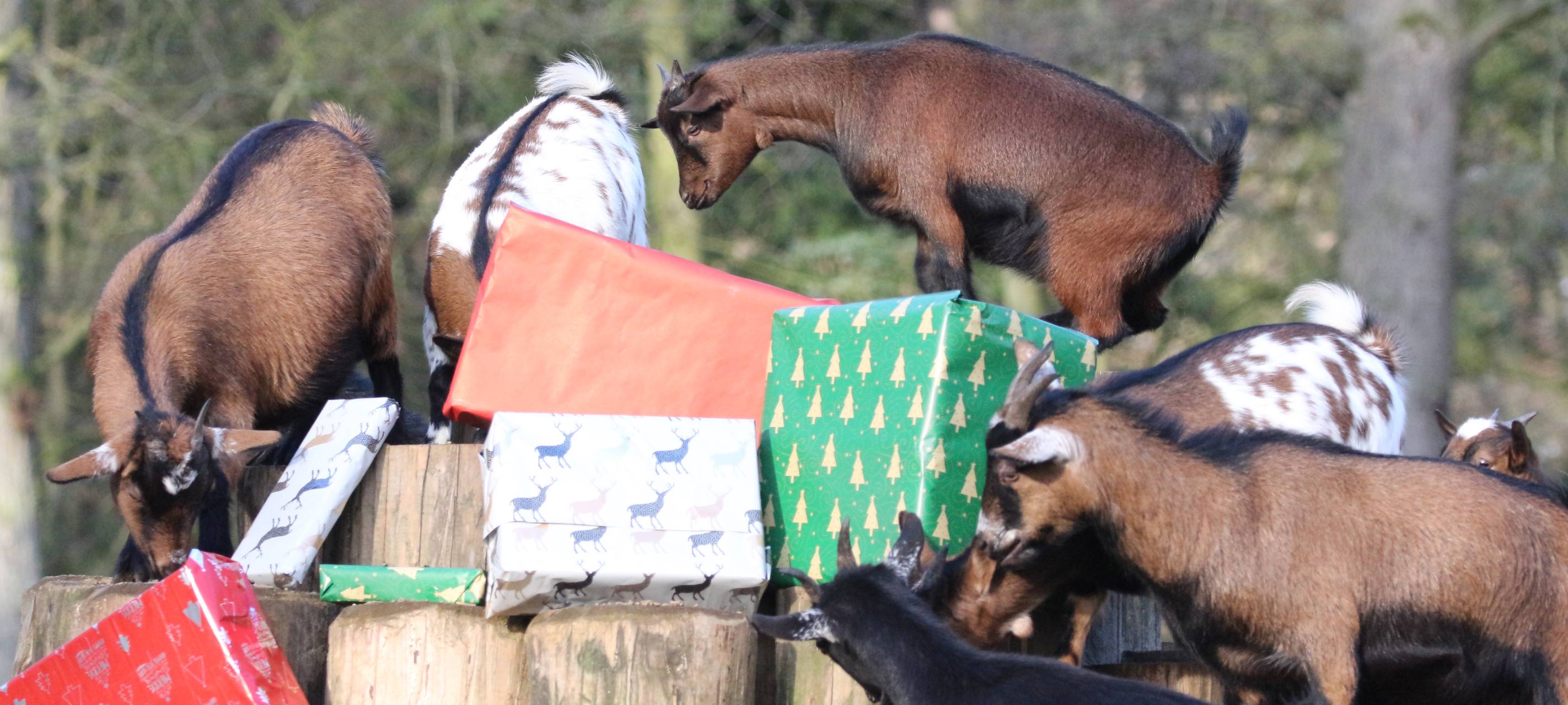 Weihnachtserlebnis im Tierpark Anholter Schweiz