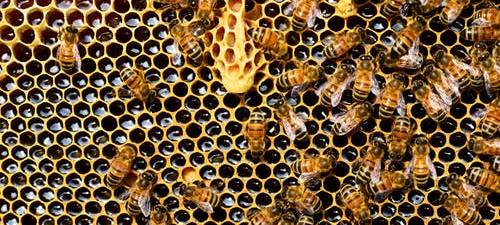 Faulbrut bei Bienen ausgebrochen