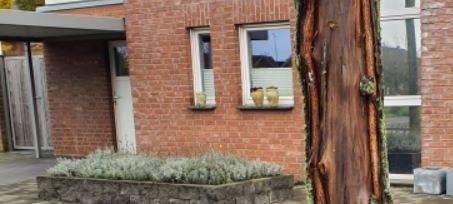 Stadt Bocholt lässt kranke Bäume fällen