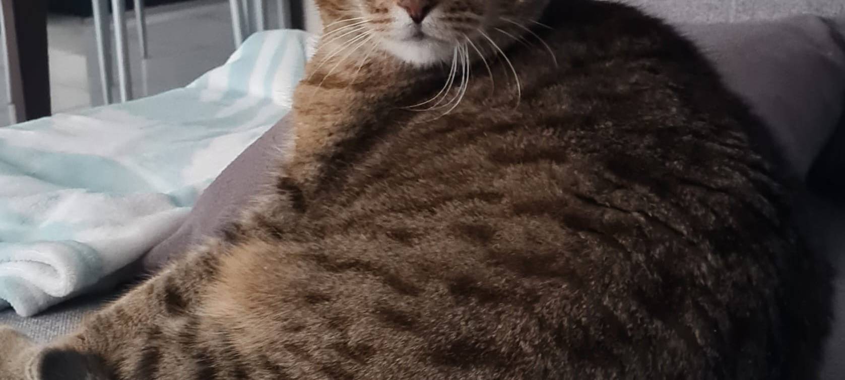 Katze entlaufen!