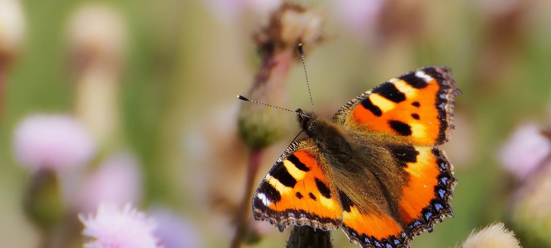Insektenzähl-Aktion "Insektensommer" startet