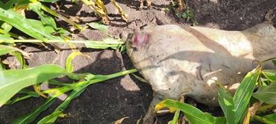 Verendetes Hausschwein illegal entsorgt