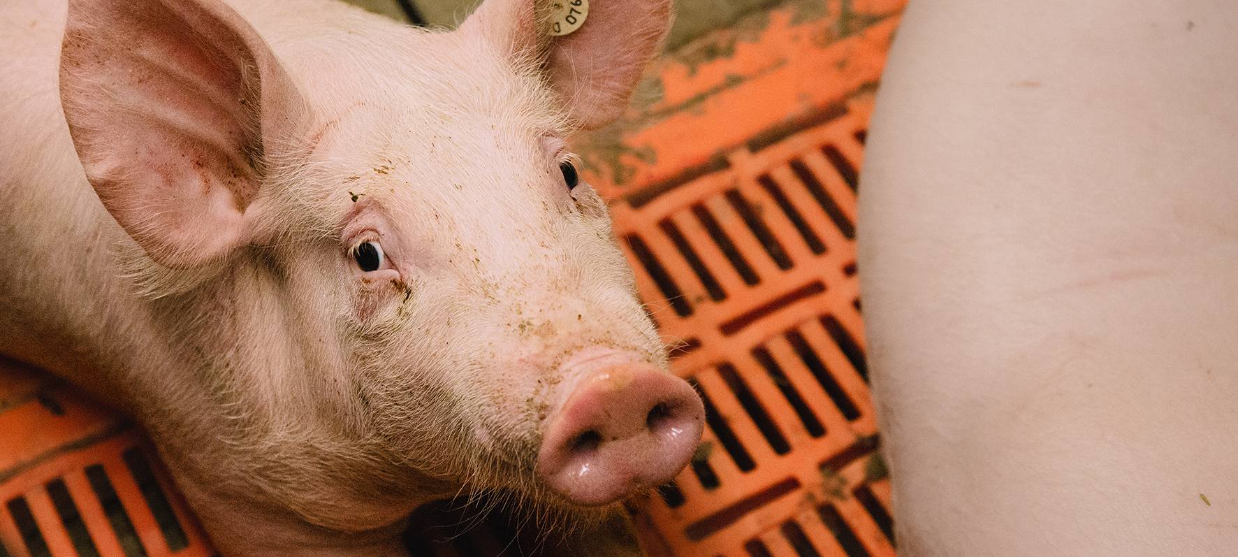 Online-Umfrage zum "Arbeitsplatz Stall"