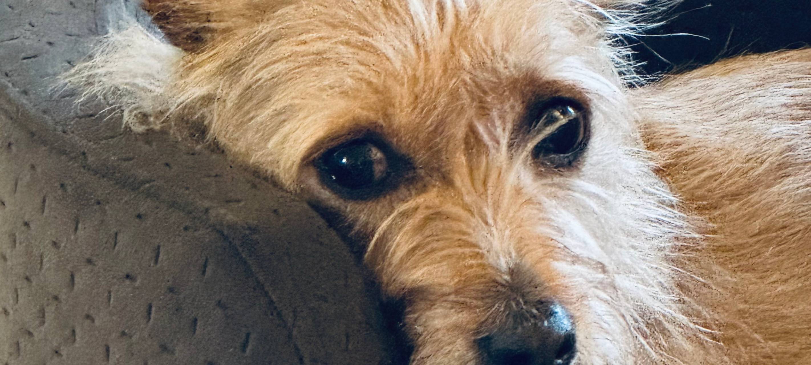 Bei Hitze keine Kinder und Hunde im Auto lassen