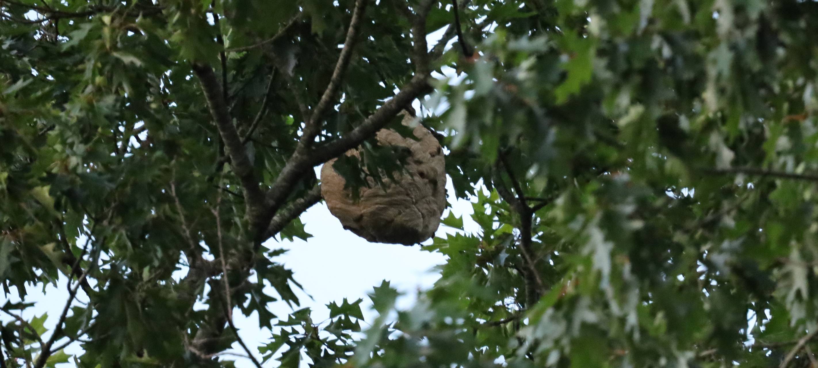 Rhede: Nester der Asiatischen Hornisse werden entfernt