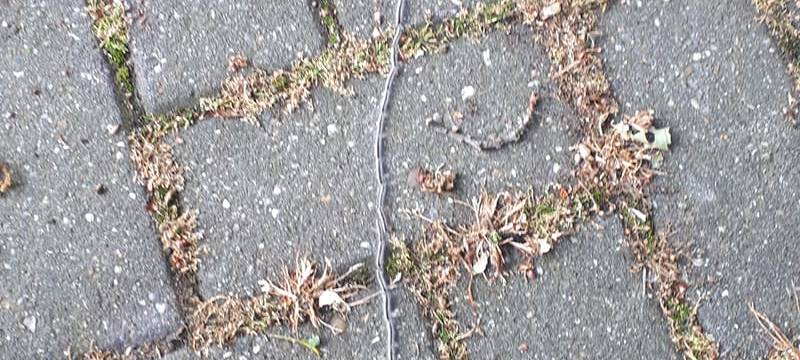 Eichenprozessionsspinner wütet im Westmünsterland