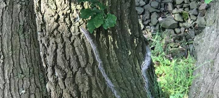 Eichenprozessionsspinner wütet im Westmünsterland