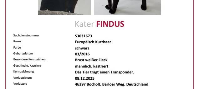 Kater Findus entlaufen!