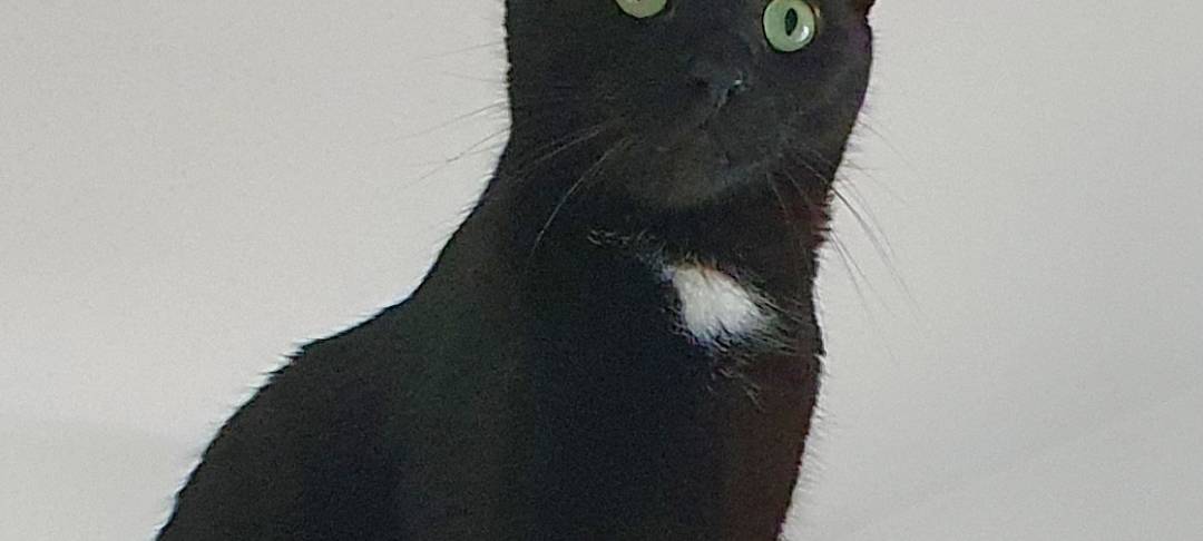 Kater Findus entlaufen!