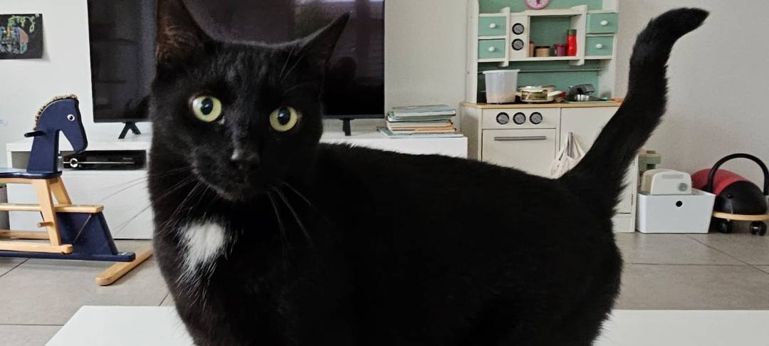 Kater Findus entlaufen!