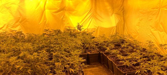 Cannabisplantage in Ahaus