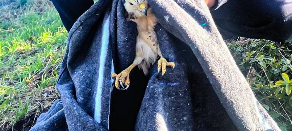 Polizei rettet verletzten Greifvogel an der B473