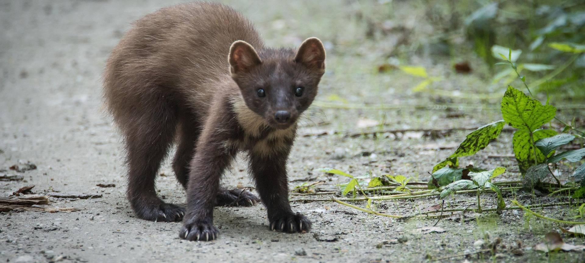 Marder auf dem Dach: Was kann ich tun?