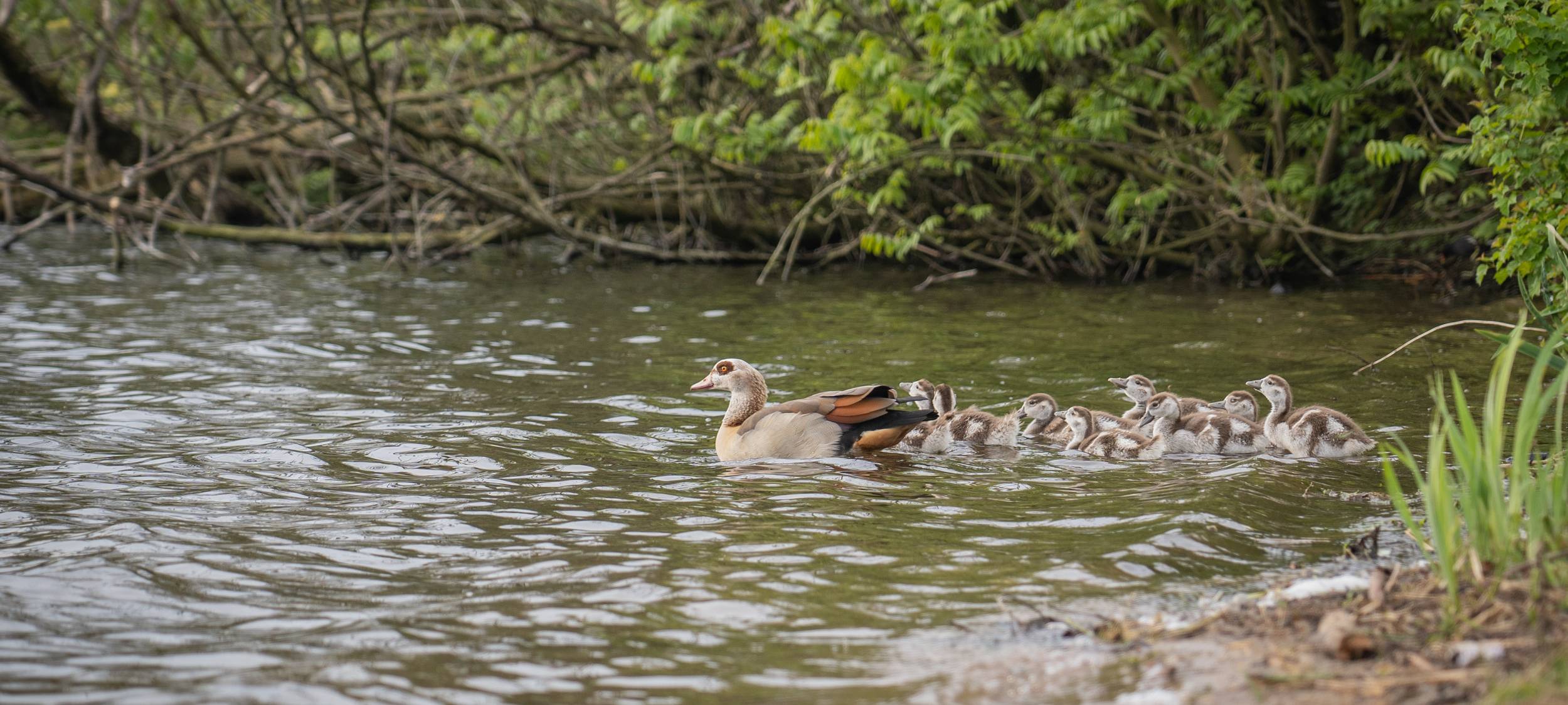 Stadt Bocholt erinnert an Fütterungsverbot für Wildvögel