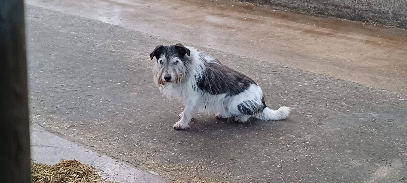 Hund Theo entlaufen!