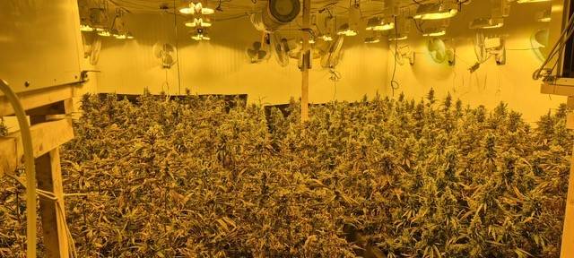 Cannabisplantage in Gronau hochgenommen