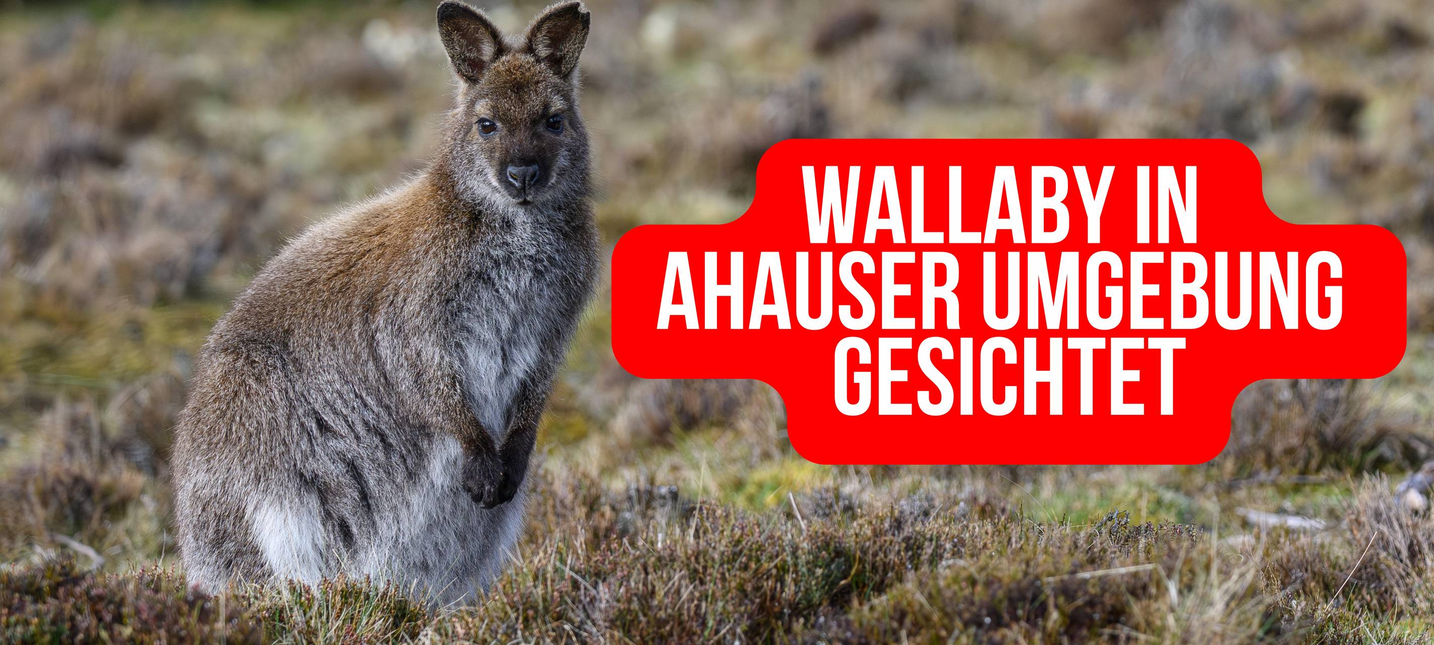 Wallaby gesichtet im Westmünsterland