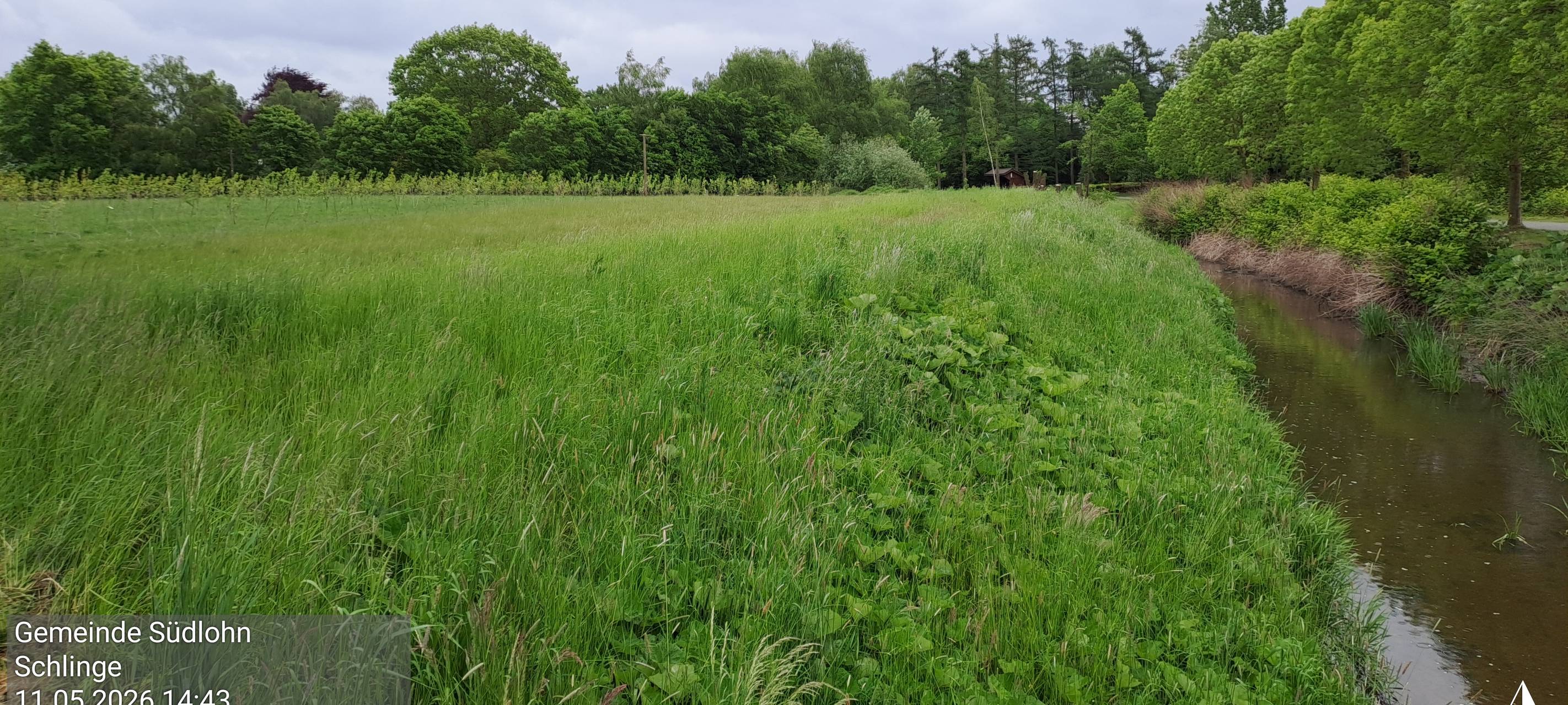 Schlinge am Friedhof in Oeding wird renaturiert