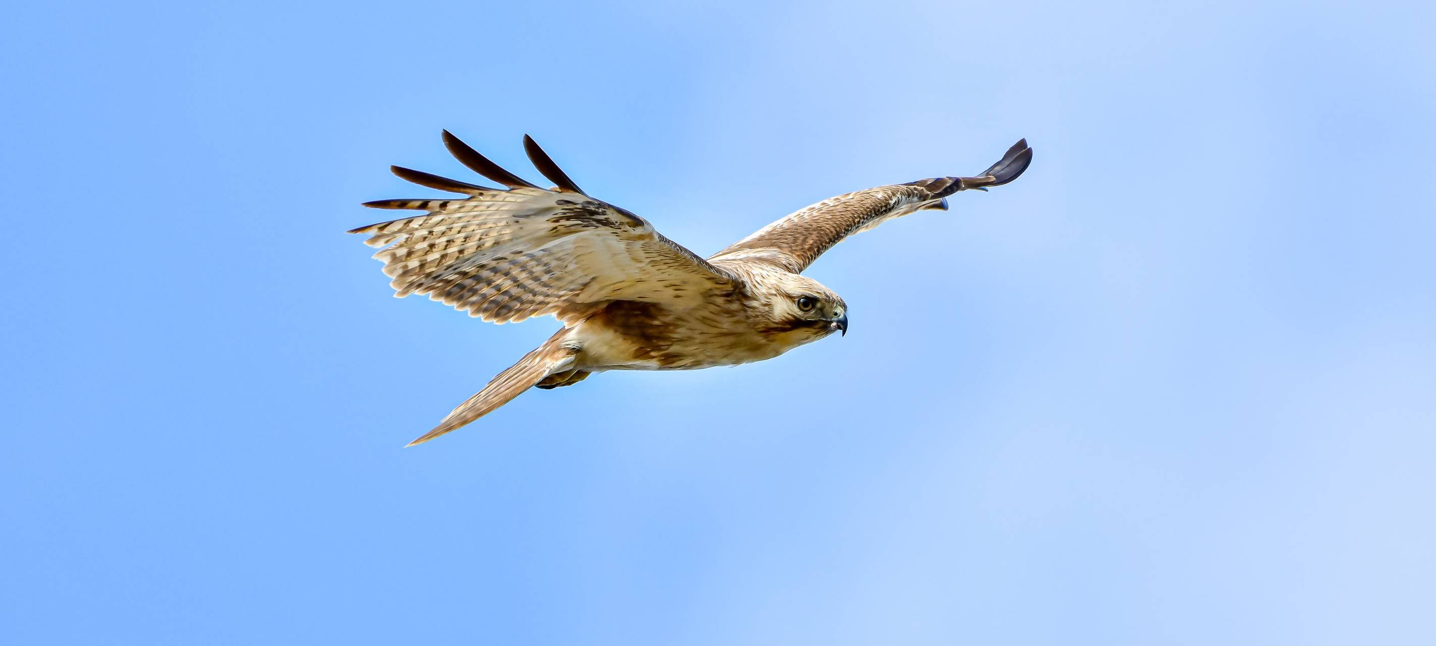 Bussard griff Jogger in Stadtlohn an